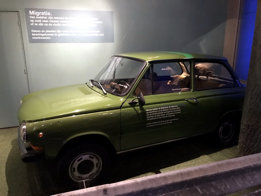 Car with animals inside at the `Van hot naar her` exhibition at the second floor of the Natuurmuseum Brabant