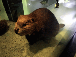 Stuffed Beaver at the `Van hot naar her` exhibition at the second floor of the Natuurmuseum Brabant