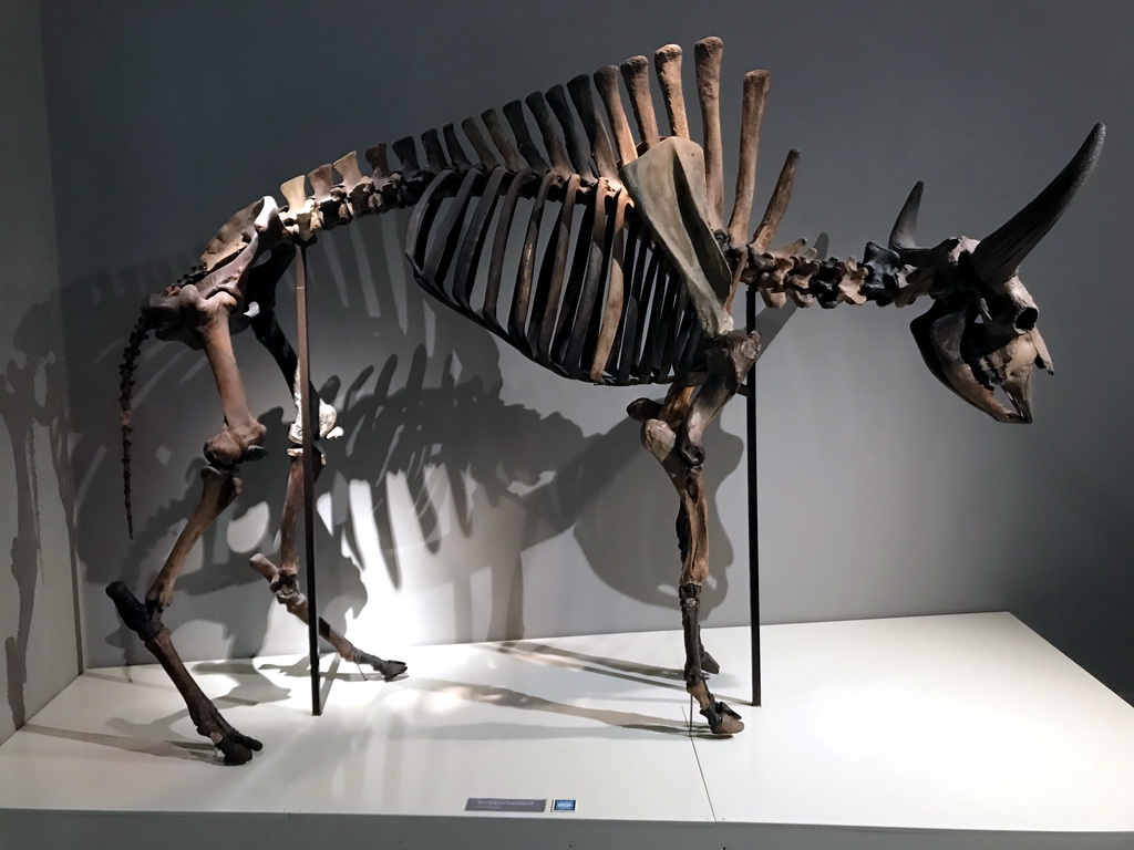Skeleton of a Steppe Bison at the `Uitsterven` exhibition at the second floor of the Natuurmuseum Brabant, with explanation