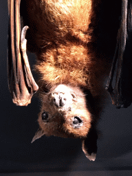 Stuffed Bat at the OO-zone at the ground floor of the Natuurmuseum Brabant