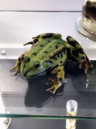 Stuffed Frog at the OO-zone at the ground floor of the Natuurmuseum Brabant