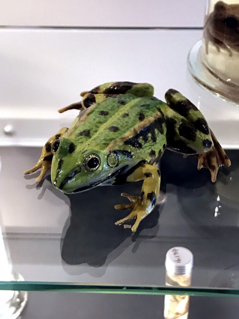 Stuffed Frog at the OO-zone at the ground floor of the Natuurmuseum Brabant
