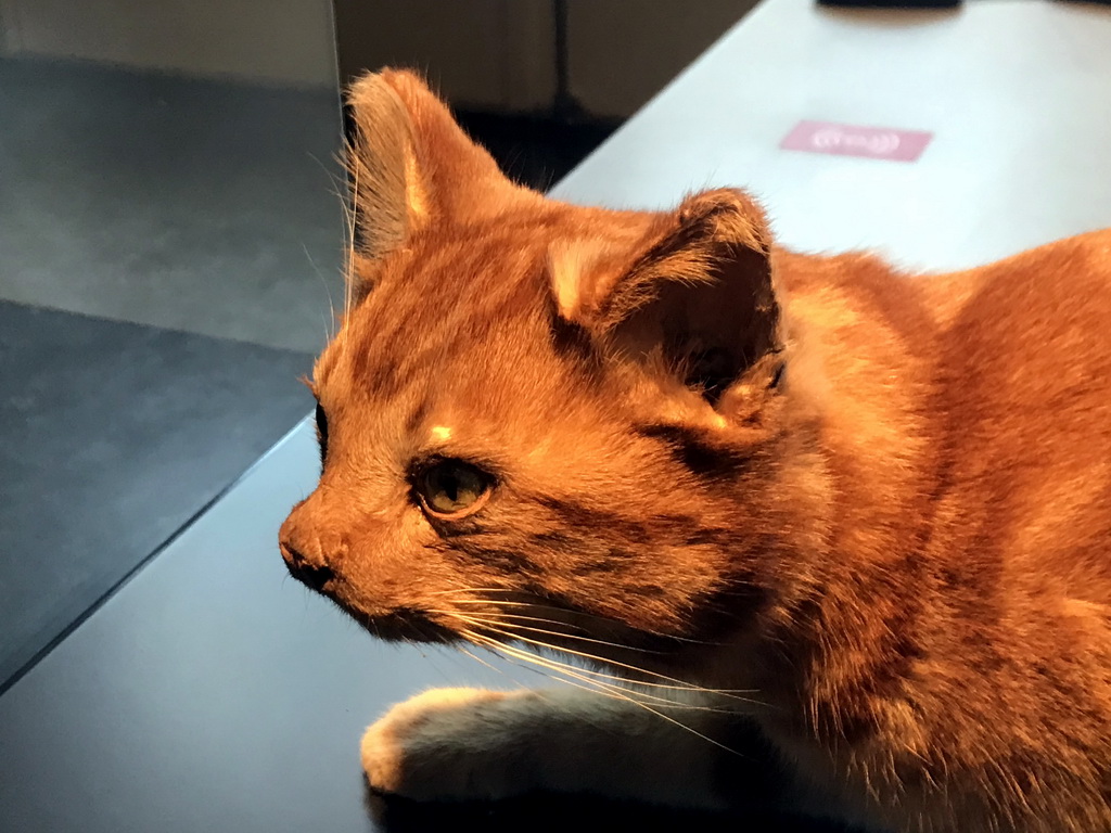Stuffed Cat at the OO-zone at the ground floor of the Natuurmuseum Brabant