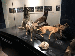 Stuffed wolves at the `Ware Wolf` exhibition at the first floor of the Natuurmuseum Brabant