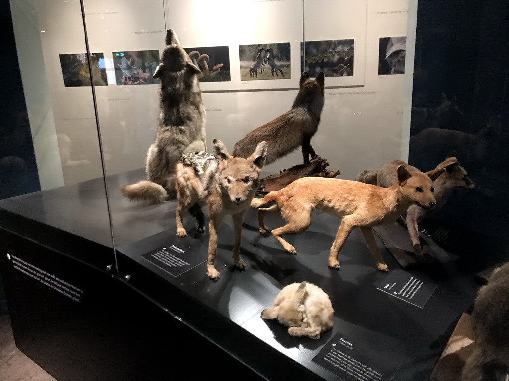 Stuffed wolves at the `Ware Wolf` exhibition at the first floor of the Natuurmuseum Brabant