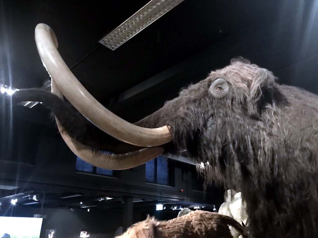 Wax statue of a Mammoth at the `IJstijd!` exhibition at the ground floor of the Natuurmuseum Brabant