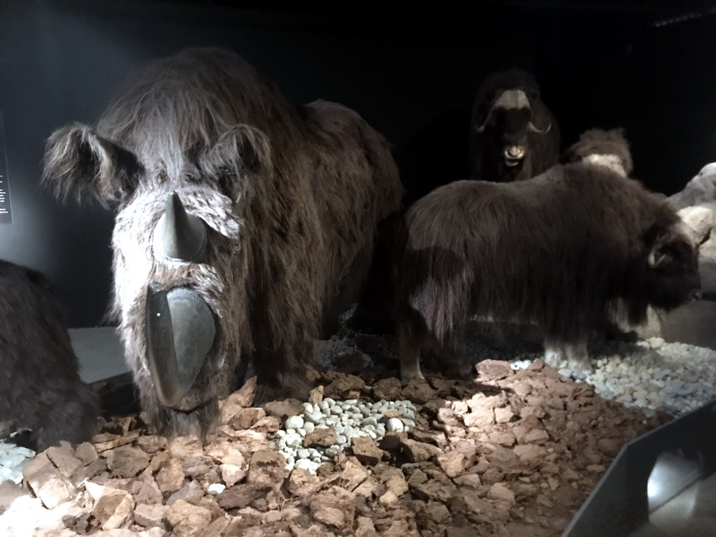 Wax statues of a Rhinoceros and a Bison at the `IJstijd!` exhibition at the ground floor of the Natuurmuseum Brabant
