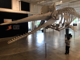 Max with a skeleton of a Sperm Whale at the ground floor of the Natuurmuseum Brabant