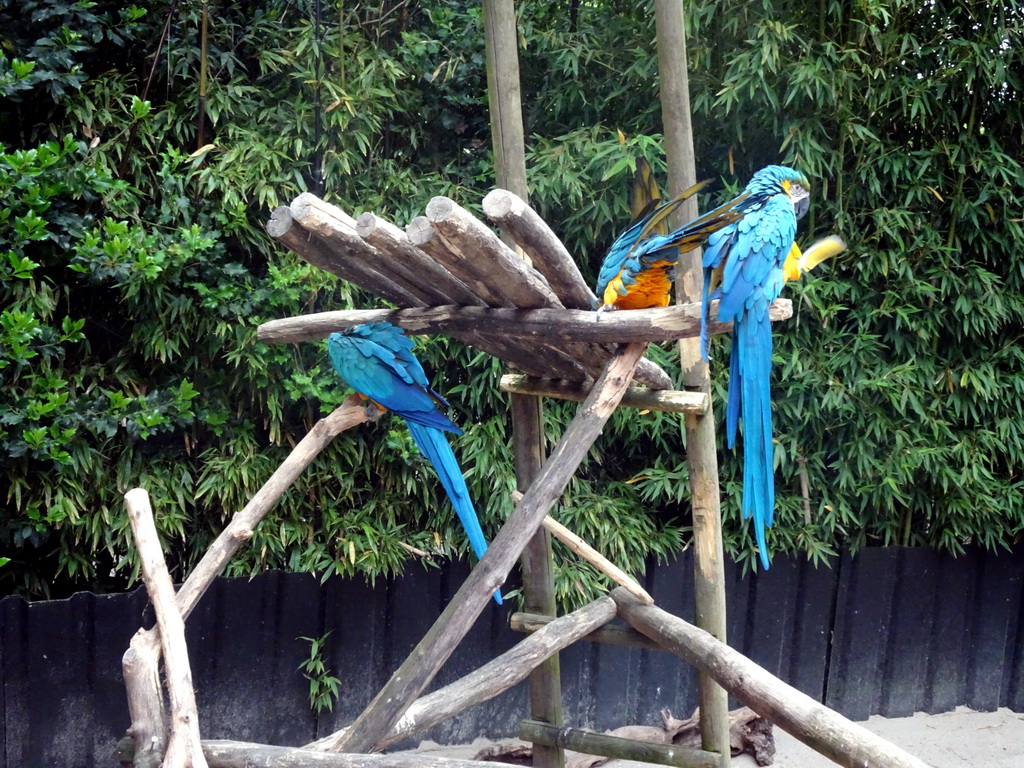 Blue-and-yellow Macaws at the Dierenpark De Oliemeulen zoo