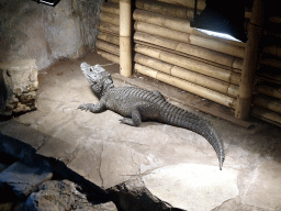 Crocodile at the the Ground Floor of the main building of the Dierenpark De Oliemeulen zoo