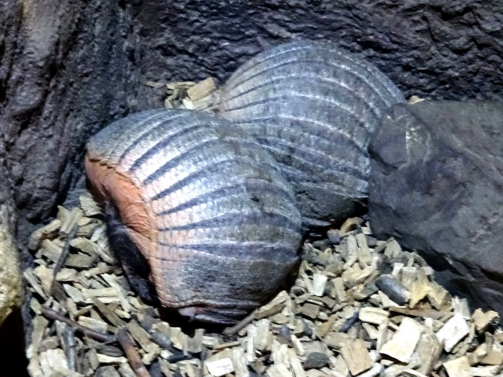 Big Hairy Armadillos at the Ground Floor of the main building of the Dierenpark De Oliemeulen zoo