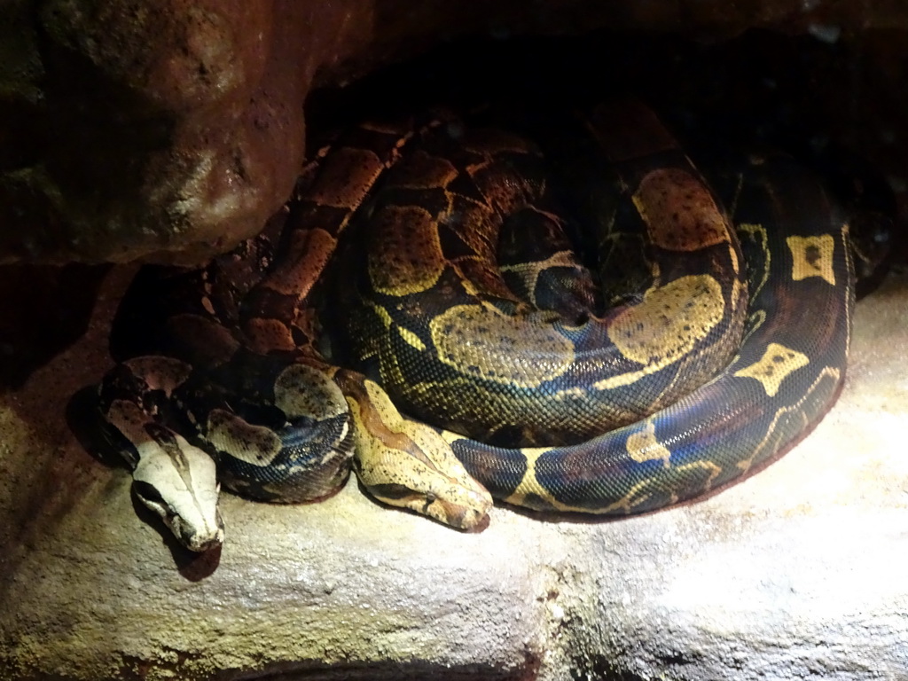 Snakes at the Ground Floor of the main building of the Dierenpark De Oliemeulen zoo