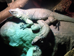 Rhinoceros Iguanas at the Upper Floor of the main building of the Dierenpark De Oliemeulen zoo