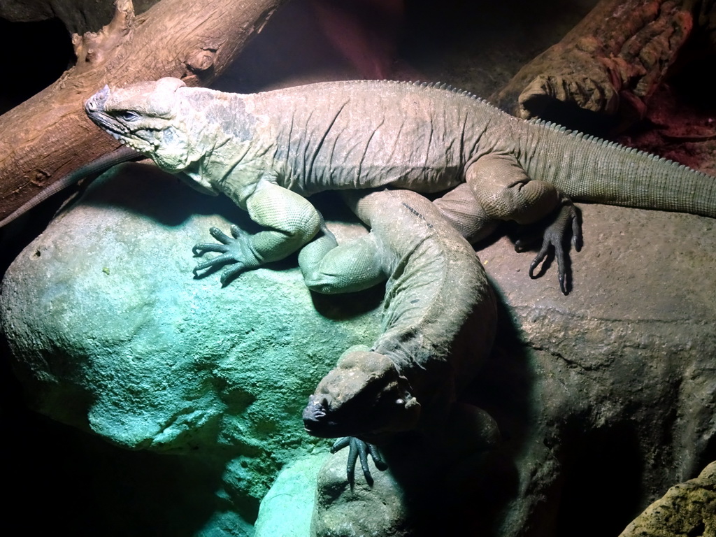 Rhinoceros Iguanas at the Upper Floor of the main building of the Dierenpark De Oliemeulen zoo