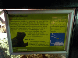 Explanation on the Rhinoceros Iguana at the Upper floor of the main building of the Dierenpark De Oliemeulen zoo