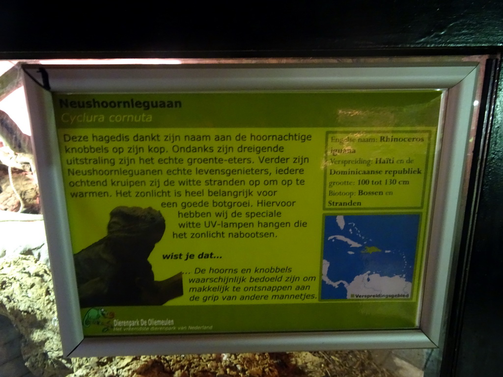 Explanation on the Rhinoceros Iguana at the Upper floor of the main building of the Dierenpark De Oliemeulen zoo