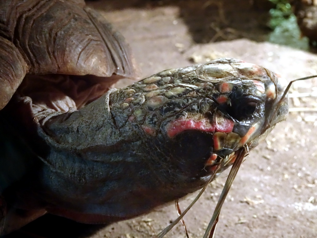 Head of a Tortoise at the Upper floor of the main building of the Dierenpark De Oliemeulen zoo