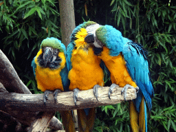 Blue-and-yellow Macaws at the Dierenpark De Oliemeulen zoo