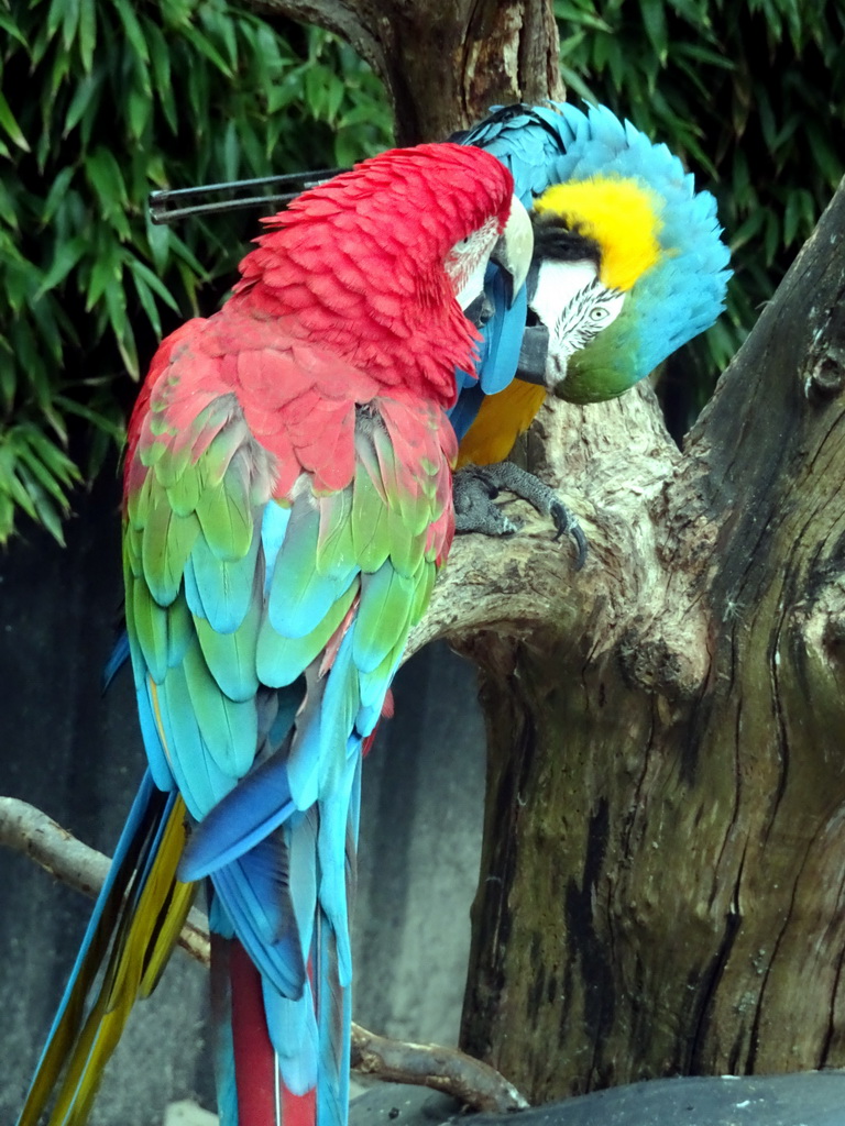 Red-and-green Macaws at the Dierenpark De Oliemeulen zoo