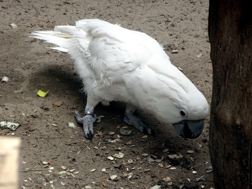 White Cockatoo at the Dierenpark De Oliemeulen zoo