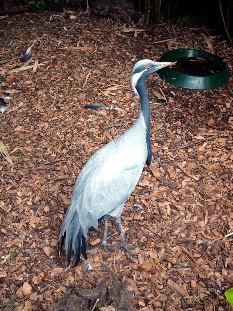 Demoiselle Crane at the Dierenpark De Oliemeulen zoo