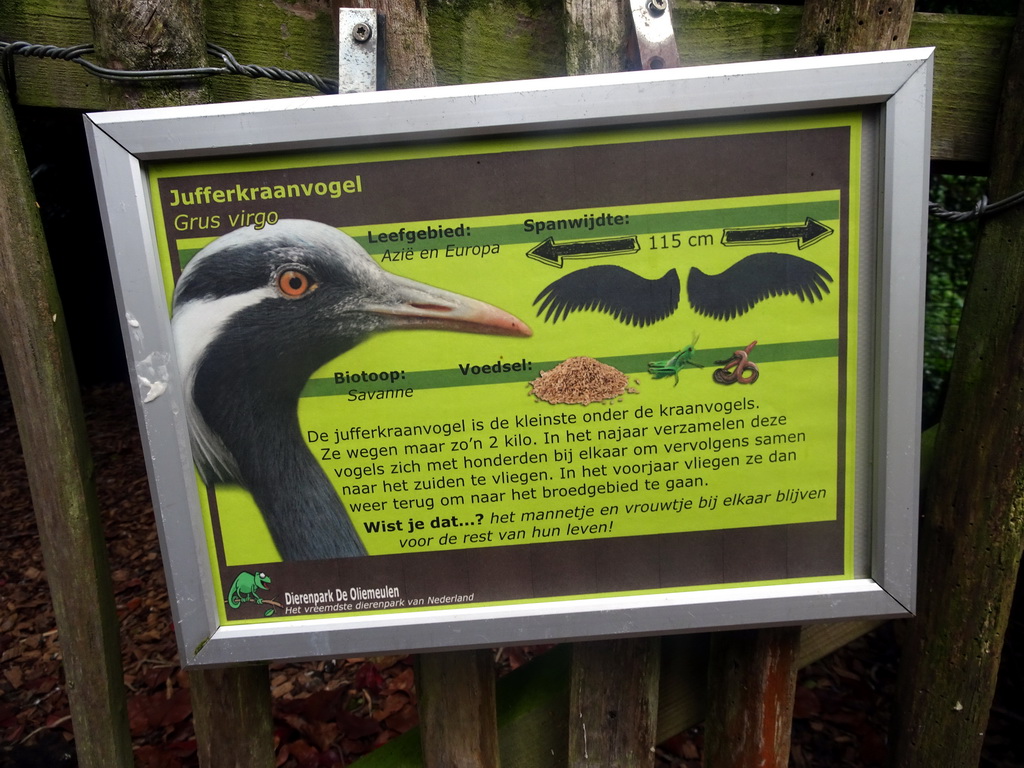 Explanation on the Demoiselle Crane at the Dierenpark De Oliemeulen zoo