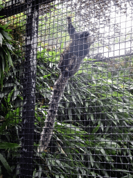 Cotton-top Tamarin at the Dierenpark De Oliemeulen zoo