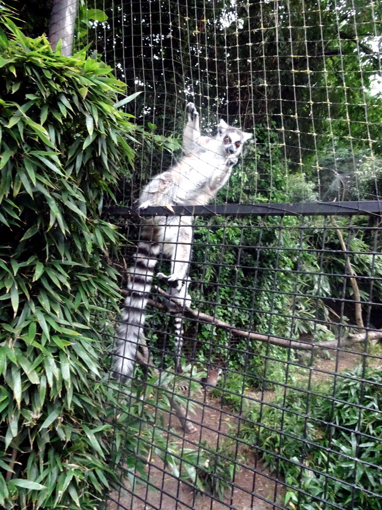 Ring-tailed Lemur at the Dierenpark De Oliemeulen zoo