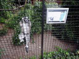 Ring-tailed Lemur at the Dierenpark De Oliemeulen zoo, with explanation