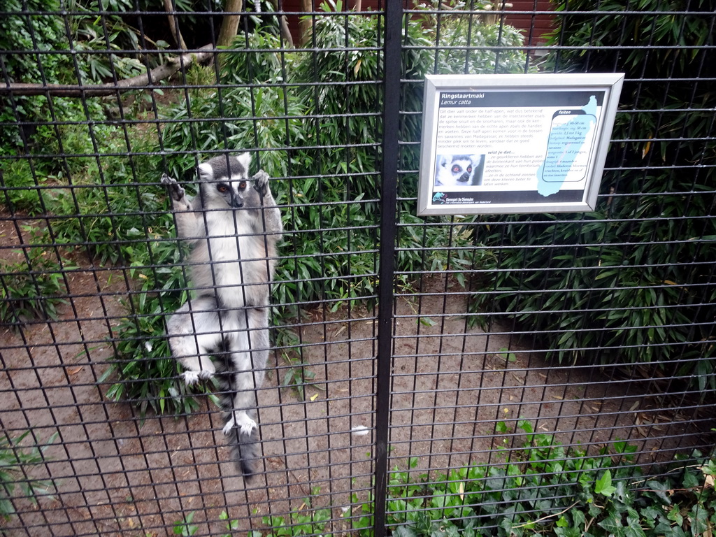 Ring-tailed Lemur at the Dierenpark De Oliemeulen zoo, with explanation