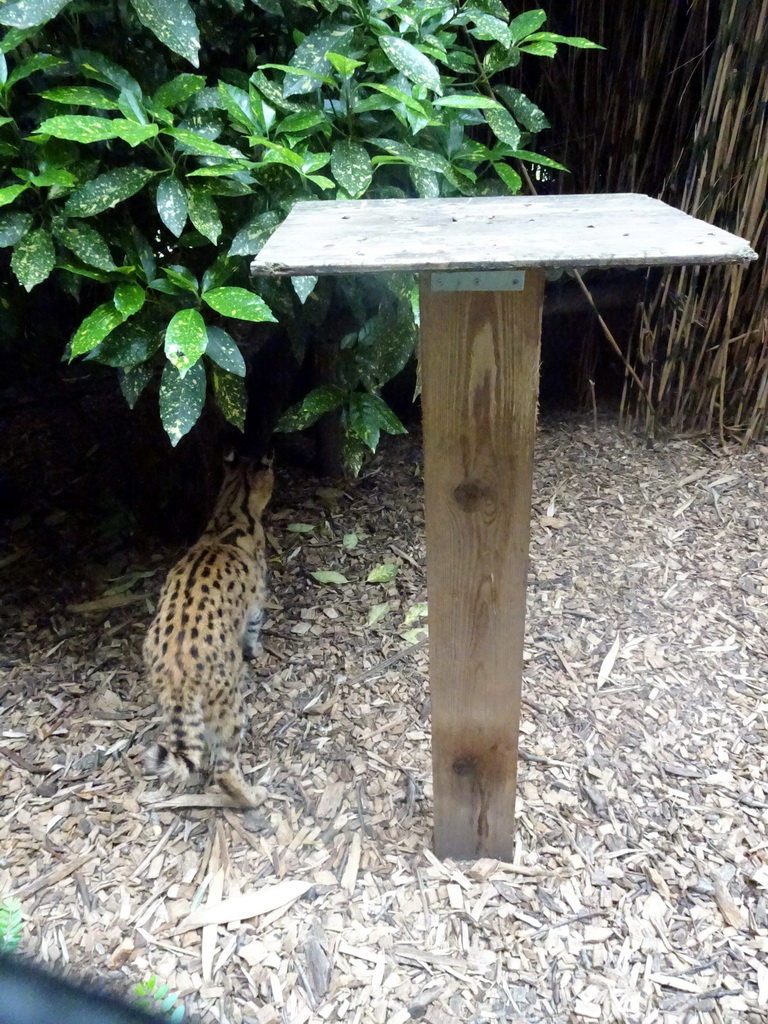 Serval at the Dierenpark De Oliemeulen zoo