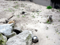 Meerkats at the Dierenpark De Oliemeulen zoo