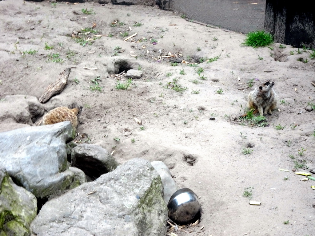 Meerkats at the Dierenpark De Oliemeulen zoo