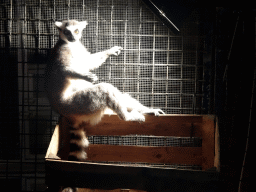 Ring-tailed Lemur at the Dierenpark De Oliemeulen zoo