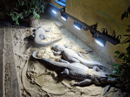 American Alligators at the Ground Floor of the main building of the Dierenpark De Oliemeulen zoo