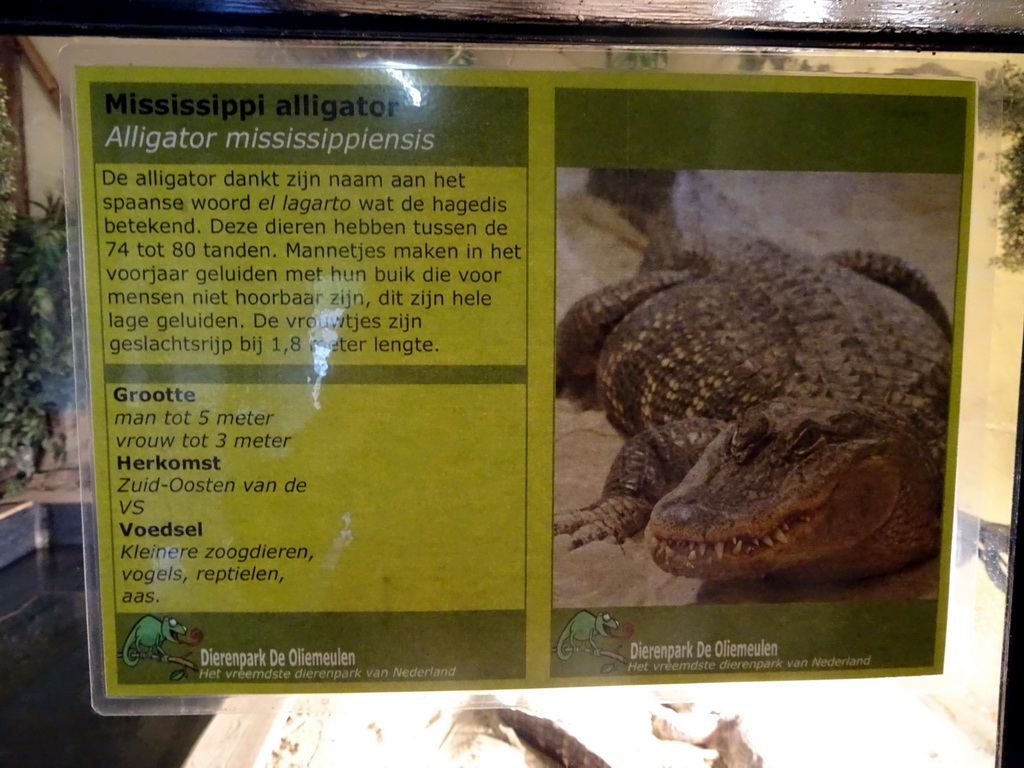 Explanation on the American Alligator at the Ground Floor of the main building of the Dierenpark De Oliemeulen zoo