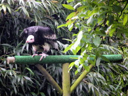 Bald Eagle during the Birds of Prey Show at the Dierenpark De Oliemeulen zoo
