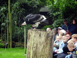 Bald Eagle and spectators during the Birds of Prey Show at the Dierenpark De Oliemeulen zoo