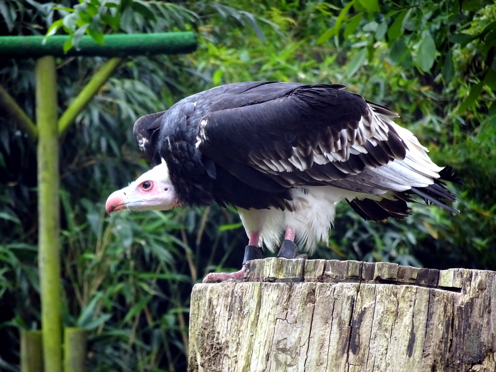 Bald Eagle during the Birds of Prey Show at the Dierenpark De Oliemeulen zoo