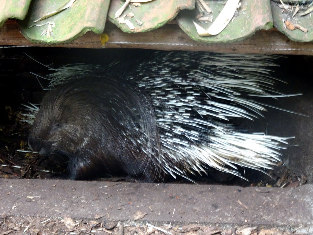 Porcupine at the Dierenpark De Oliemeulen zoo