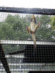 Squirrel Monkey at the Dierenpark De Oliemeulen zoo