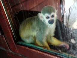 Squirrel Monkey at the Dierenpark De Oliemeulen zoo