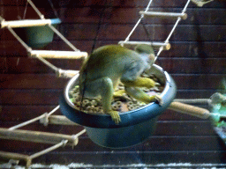 Squirrel Monkey at the Dierenpark De Oliemeulen zoo