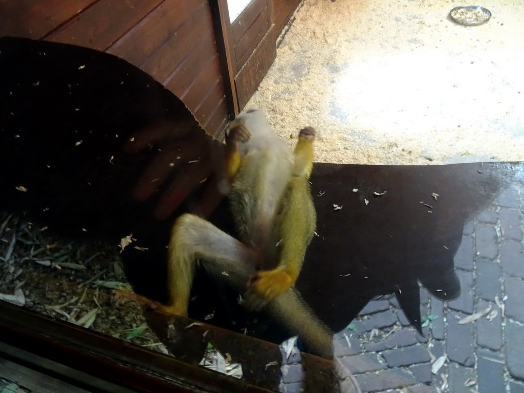 Squirrel Monkey at the Dierenpark De Oliemeulen zoo