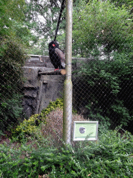 Bateleur at the Dierenpark De Oliemeulen zoo, with explanation