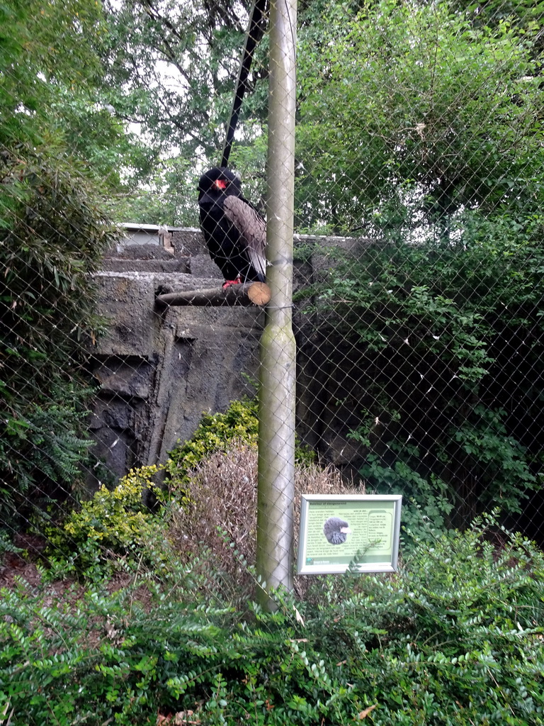 Bateleur at the Dierenpark De Oliemeulen zoo, with explanation