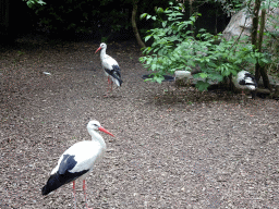 Storks at the Dierenpark De Oliemeulen zoo