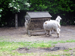 Alpacas at the Dierenpark De Oliemeulen zoo