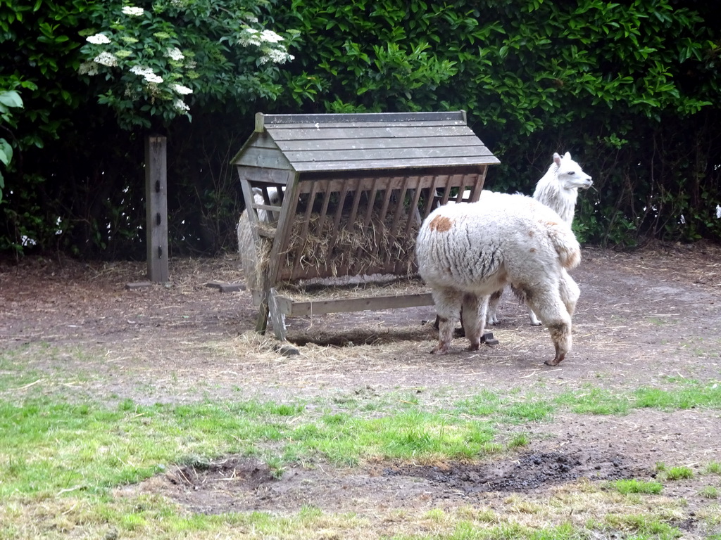 Alpacas at the Dierenpark De Oliemeulen zoo