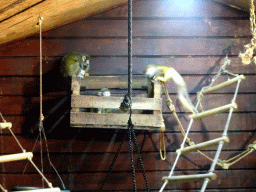 Squirrel Monkeys at the Dierenpark De Oliemeulen zoo